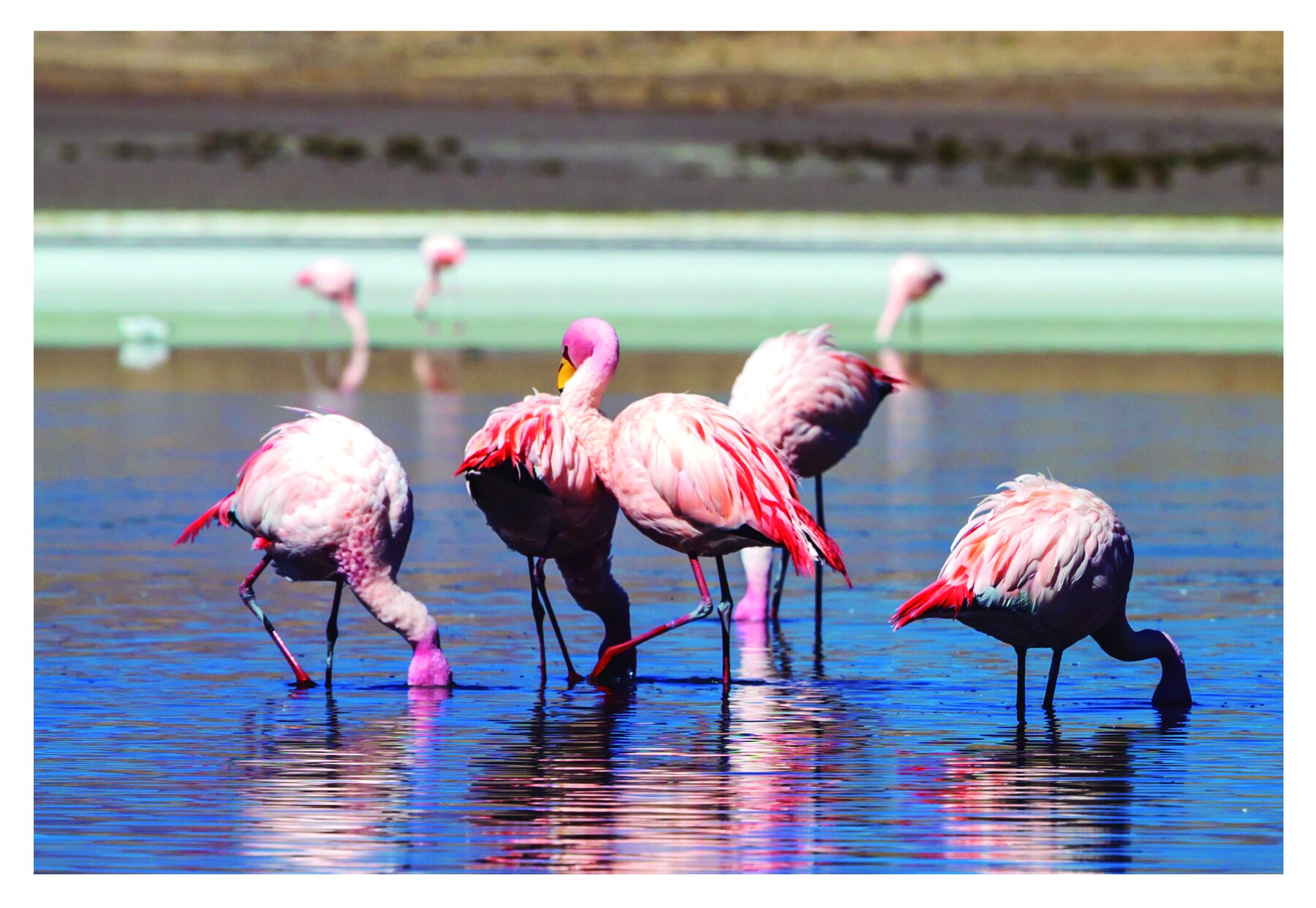 Flamencos