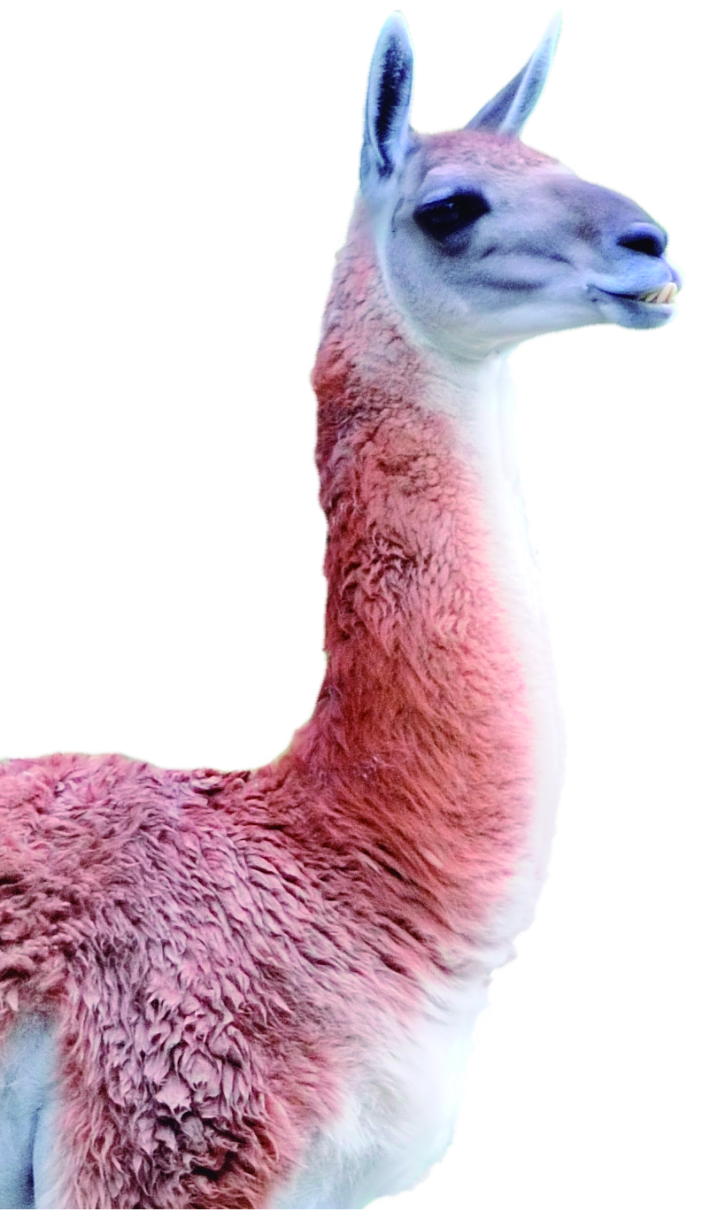 Llama en San Pedro de Atacama