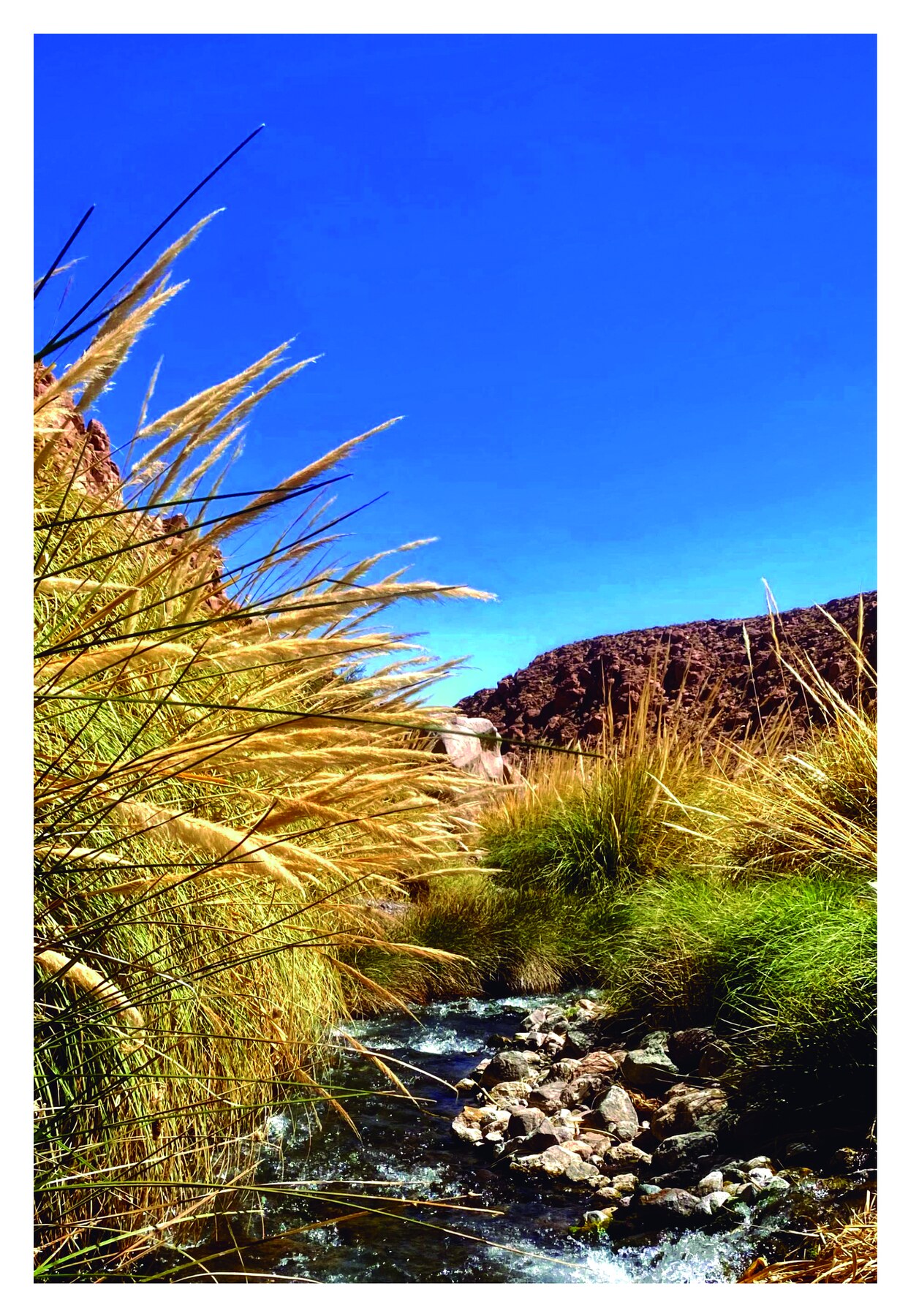 Paisaje altiplánico